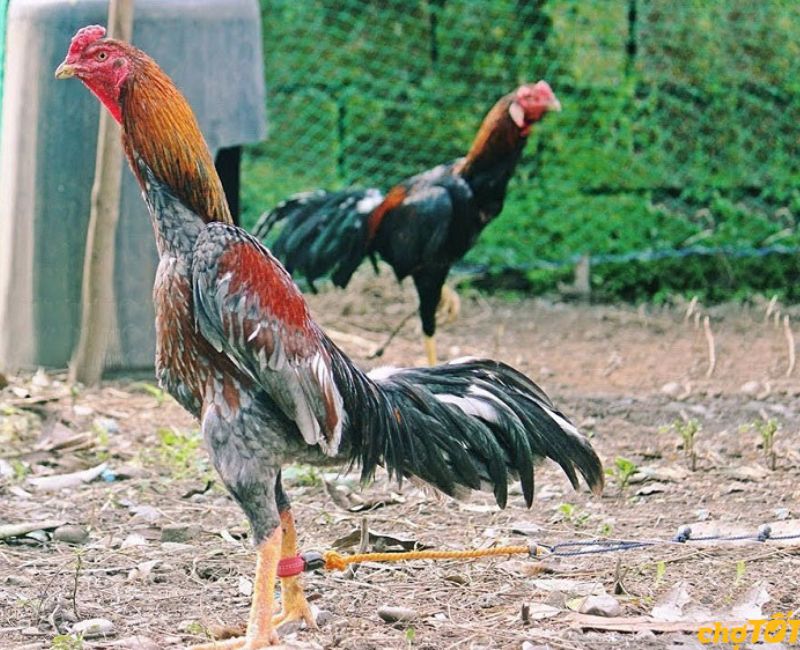 Một số thông tin về giống gà đá cựa sắt - Hình ảnh minh họa