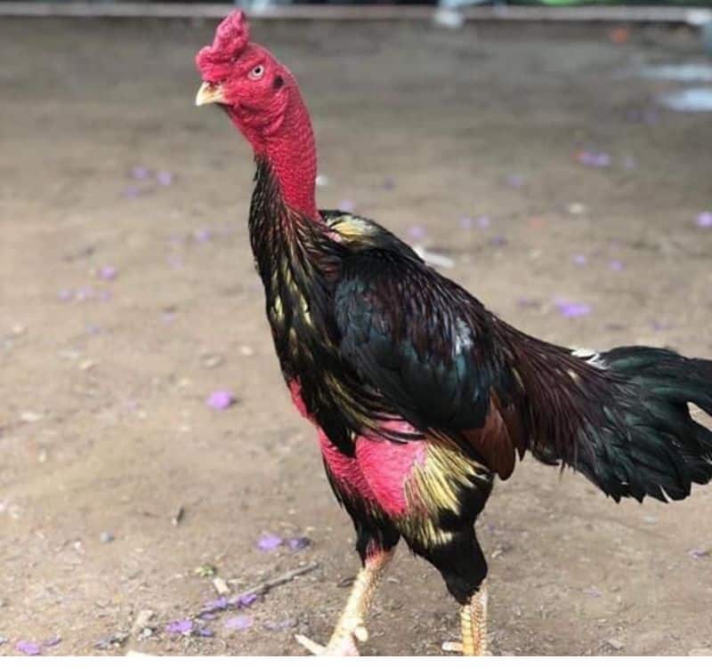 Hình ảnh gà đòn Nghi Tàm ở Nghĩa Đô