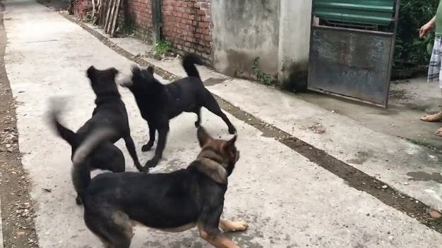 Mơ thấy đàn chó đánh nhau – cẩn thận mối quan hệ xung quanh