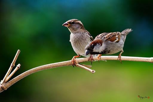 Ngủ mơ thấy chim sẻ điềm gì? Ngủ mơ thấy chim sẻ điềm gì?