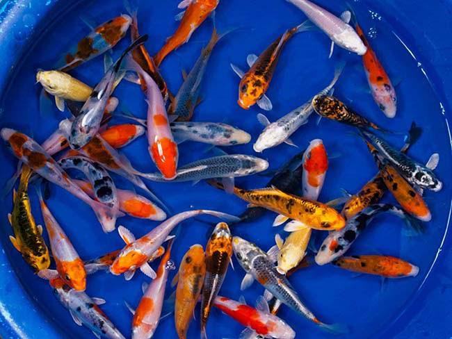 Ngủ nằm mơ thấy cá Koi đánh con gì chuẩn nhất? Ngủ nằm mơ thấy cá Koi đánh con gì chuẩn nhất?