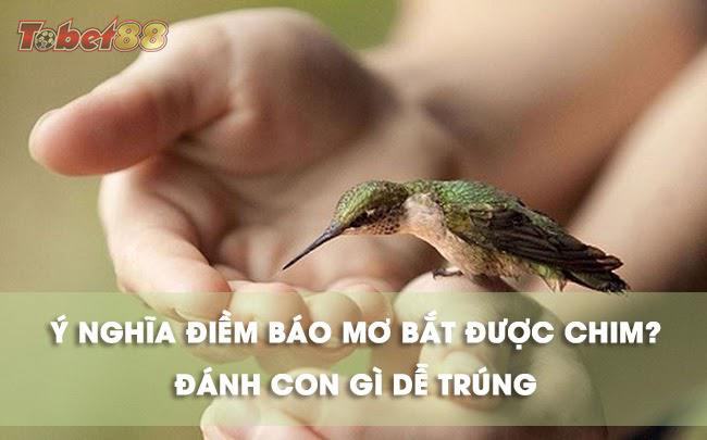 giấc mơ khác thì mơ bắt được chim có cả khía cạnh tốt - xấu giấc mơ khác thì mơ bắt được chim có cả khía cạnh tốt - xấu