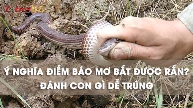 Lý giải những giấc mơ thấy bắt được rắn Lý giải những giấc mơ thấy bắt được rắn