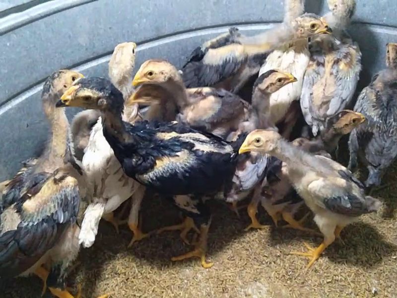 cách chọn gà chọi con đá hay