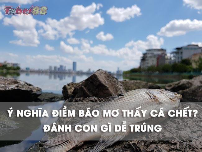 Ý nghĩa giấc mơ thấy cá chết Ý nghĩa giấc mơ thấy cá chết