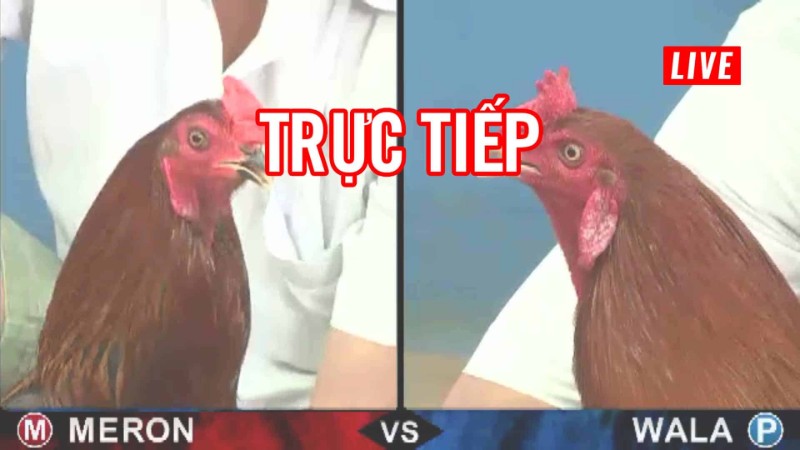 Cá cược đá gà theo tỷ số đối kháng giữa gà meron và gà wala