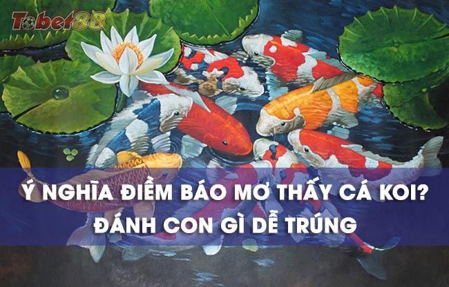 Ý nghĩa của những giấc mơ thấy cá Koi Ý nghĩa của những giấc mơ thấy cá Koi