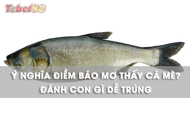 Trường hợp nằm mơ thấy cá mè có ý nghĩa gì? Trường hợp nằm mơ thấy cá mè có ý nghĩa gì?