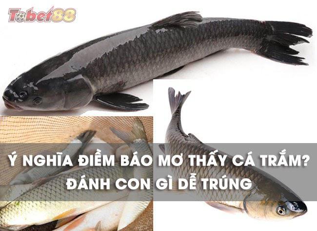 Chiêm bao thấy cá trắm là những điềm báo về những sự việc có thể xảy đến với bạn trong thời gian tới. Chiêm bao thấy cá trắm là những điềm báo về những sự việc có thể xảy đến với bạn trong thời gian tới.