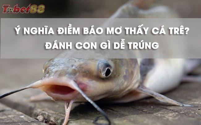 Ý nghĩa của các giấc mơ thấy cá trê Ý nghĩa của các giấc mơ thấy cá trê