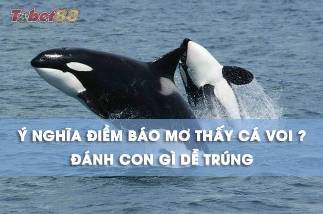 Những giấc mơ thấy cá voi có ý nghĩa gì? Những giấc mơ thấy cá voi có ý nghĩa gì?