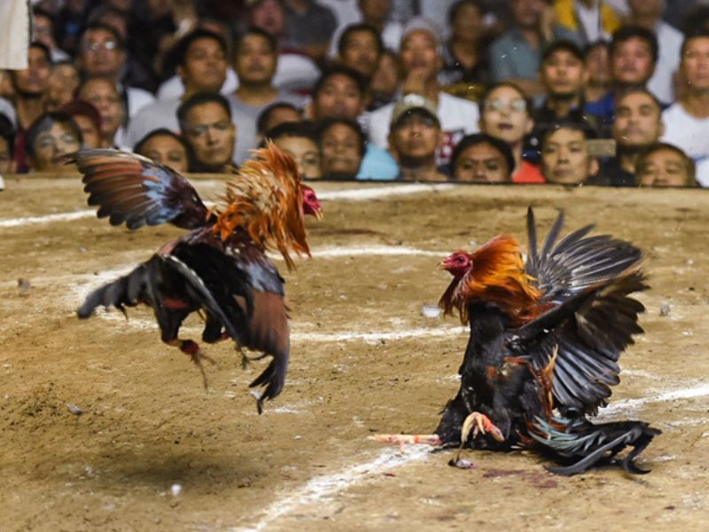 cách chọn mua gà chọi con