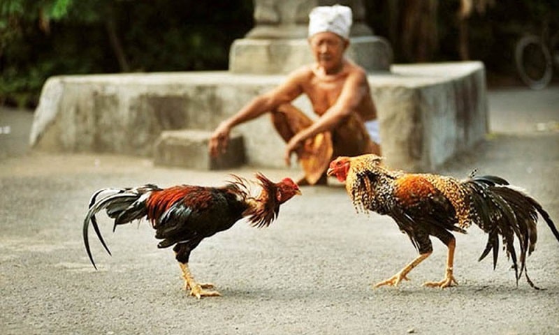 Hướng dẫn chấp cựa trong đá gà chi tiết