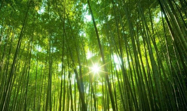 Chiêm bao thấy cây tre đánh con gì chắc ăn nhất?