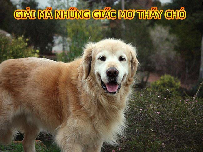 Khám phá ý nghĩa những giấc mơ thấy chó Khám phá ý nghĩa những giấc mơ thấy chó