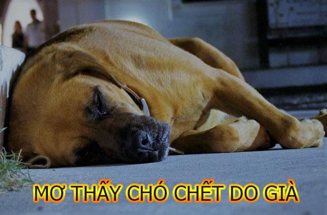 Chiêm bao thấy chó chết do già yếu Chiêm bao thấy chó chết do già yếu
