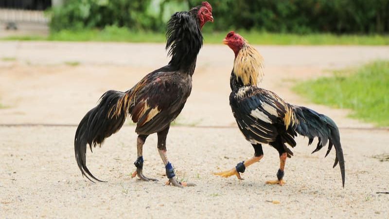 mẹo đá gà cựa dao