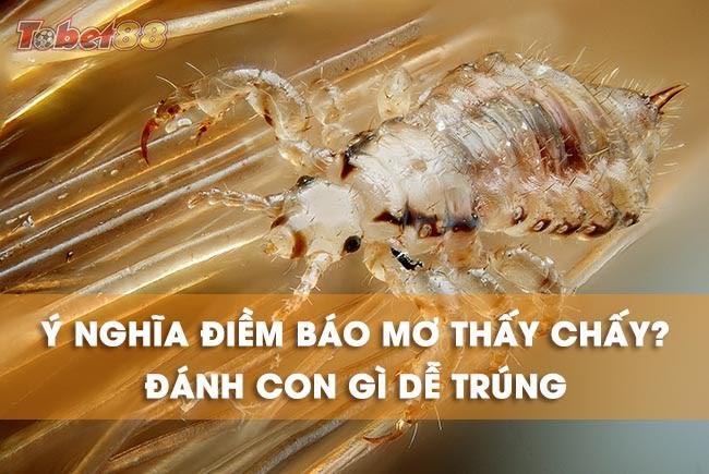 Mơ thấy con chấy báo hiệu cho bạn những điềm báo gì? Mơ thấy con chấy báo hiệu cho bạn những điềm báo gì?