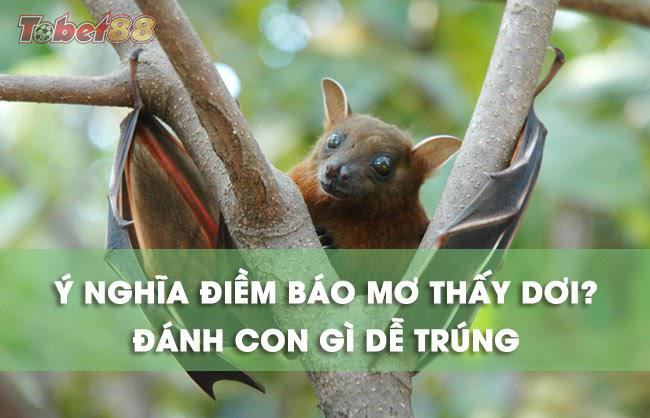 Giải mã ý nghĩa mơ thấy con dơi Giải mã ý nghĩa mơ thấy con dơi