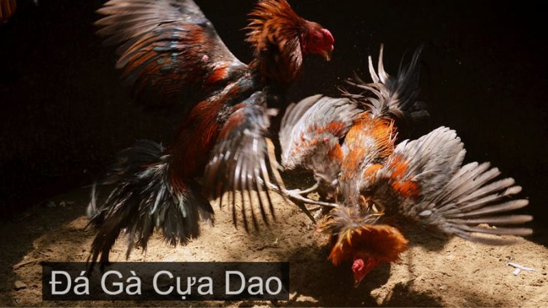 cách đá gà cựa dao luôn thắng