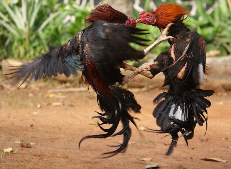 Trò đá gà thi đấu theo từng hiệp, còn gọi là “một nhang, một nước”