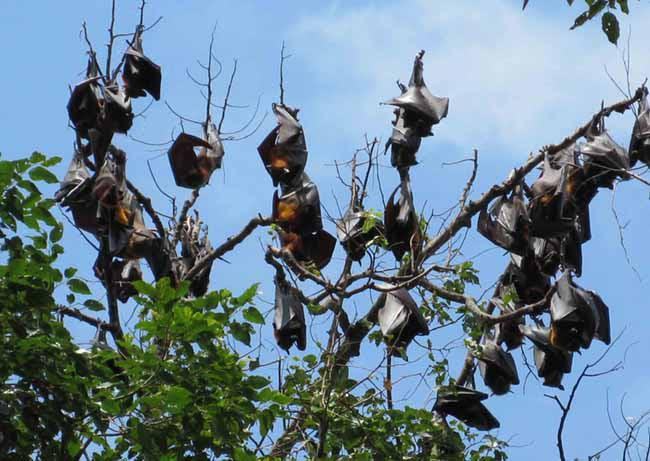 Chiêm bao thấy dơi tấn công bạn nhằm ngụ ý rằng sẽ có một người bạn khiến bạn nhận ra vấn đề Chiêm bao thấy dơi tấn công bạn nhằm ngụ ý rằng sẽ có một người bạn khiến bạn nhận ra vấn đề