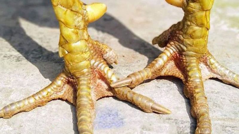 gà vảy liên giáp ngoại