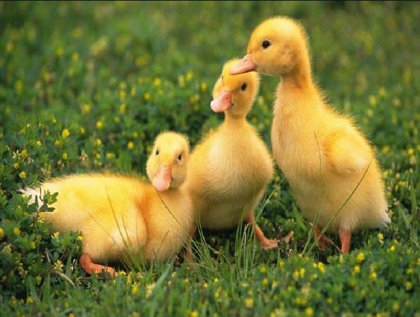 Điềm báo mơ thấy vịt sẽ dự báo điều gì xung quanh cuộc sống của chúng ta