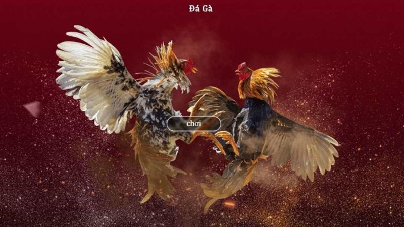 Người chơi dự đoán và cược vào tỷ số trận đấu đá gà