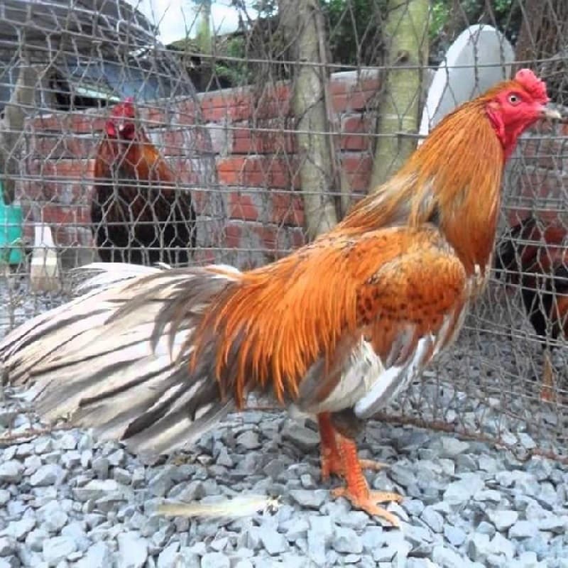 Hình ảnh giống gà đá chợ Lách - Bến Tre đẹp mắt Hình ảnh giống gà đá chợ Lách - Bến Tre đẹp mắt