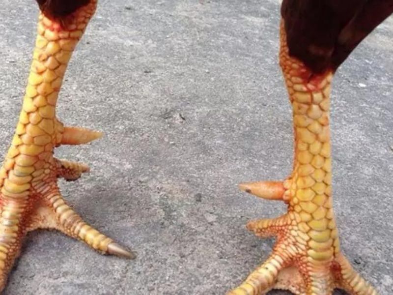 vảy gà huyền trâm