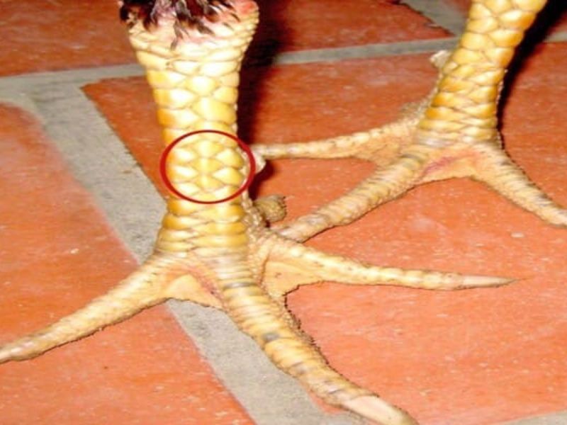 vảy huyền trâm dưới cựa tốt hay xấu