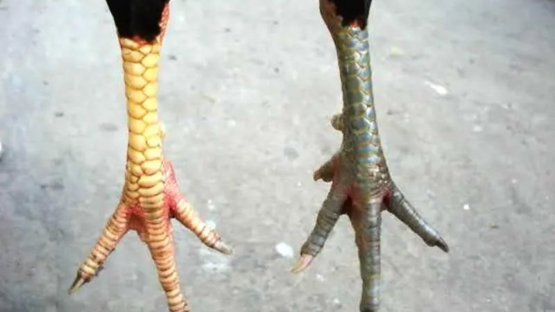 vảy gà liên giáp ngoại tốt hay xấu
