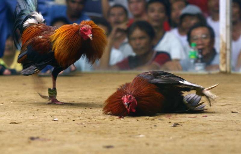gà có vảy khai vương