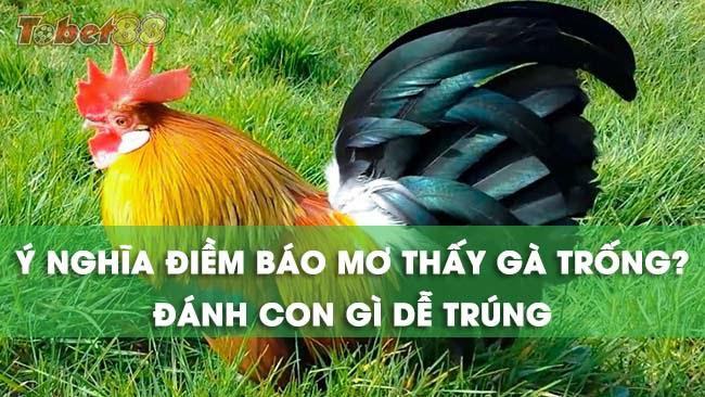 Giải mã ý nghĩa những giấc mơ thấy gà trống Giải mã ý nghĩa những giấc mơ thấy gà trống
