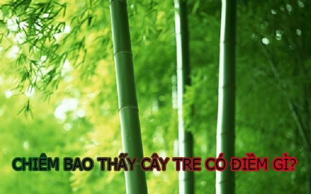 Chiêm bao thấy cây tre và những dự đoán liên quan Chiêm bao thấy cây tre và những dự đoán liên quan