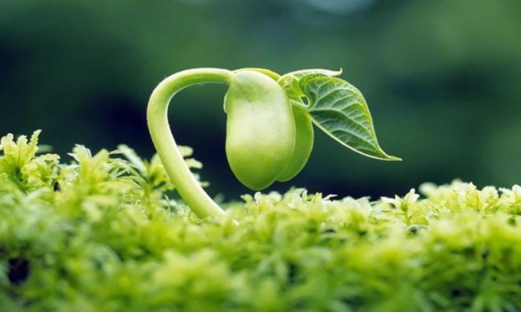 Nằm mơ trồng đậu có điềm báo gì không? Nằm mơ trồng đậu có điềm báo gì không?