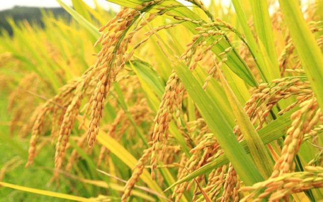 Nằm mơ thấy lúa trổ bông nhắc nhở bạn cần nhìn lại mình Nằm mơ thấy lúa trổ bông nhắc nhở bạn cần nhìn lại mình