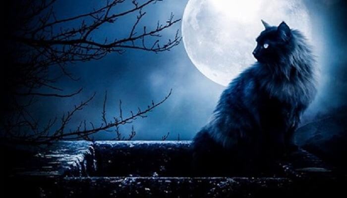 Giải mã giấc mơ thấy mèo đen thường là điềm xui giải mã giấc mơ thấy mèo đen