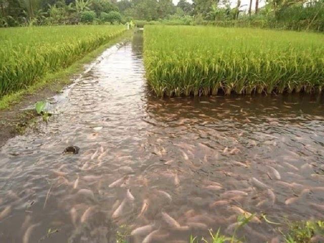 Giải mã ý nghĩa điềm báo mơ thấy đi mua đất chi tiết
