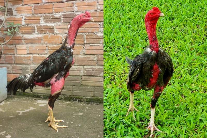 Giống gà chọi miền Trung ở Vạn Giã, Phú Yên Giống gà chọi miền Trung ở Vạn Giã, Phú Yên