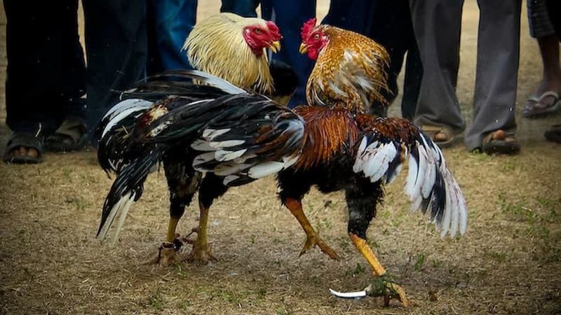 Một số giống gà hay được sử dụng trong đá gà cựa dao