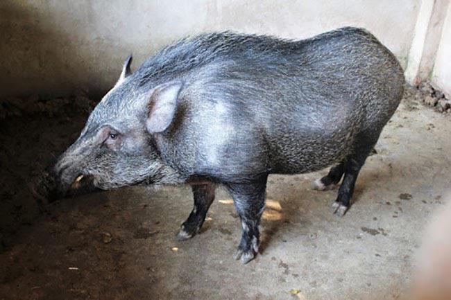 Mơ thấy lợn rừng trong nhiều bối cảnh khác