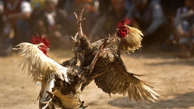 Hiểu về đá gà để biết cách đá gà mạng luôn thắng Hiểu về đá gà để biết cách đá gà mạng luôn thắng