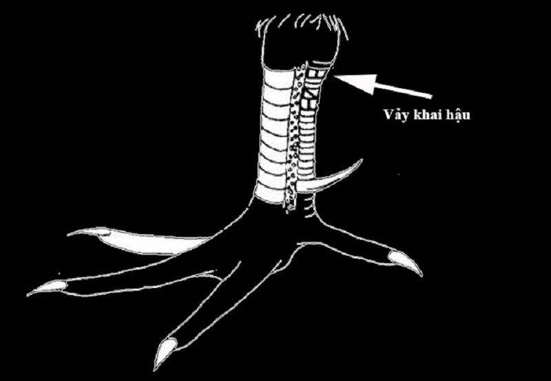cách xem vảy gà khai hậu