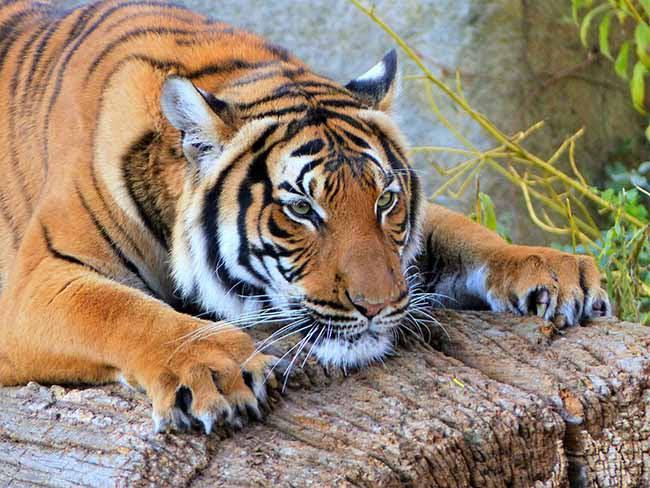 Hổ đang rình mồi thì đây như một lời nhắc nhở bạn nên kiên trì, nhẫn nại
