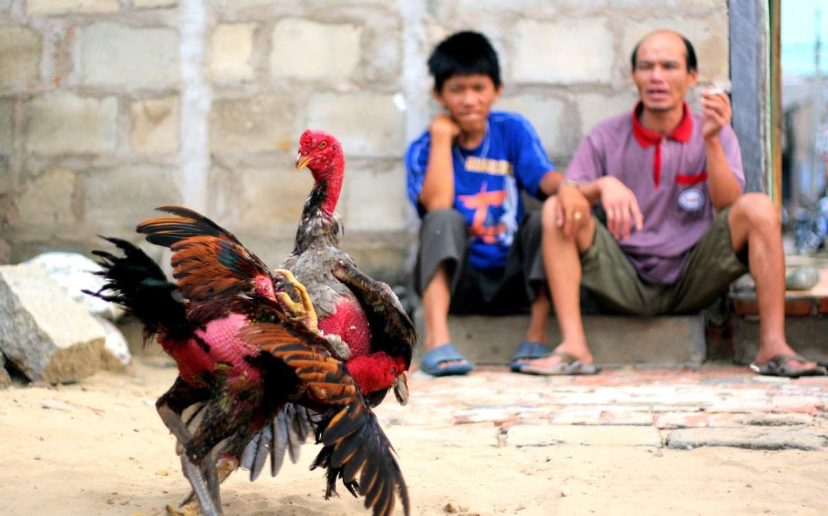 Chiến kê thi đấu theo hạng cân nặng tương xứng nhau