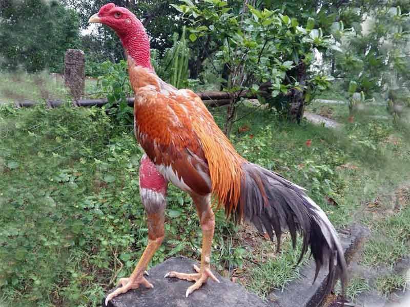 cách chọn gà chọi con trống mái