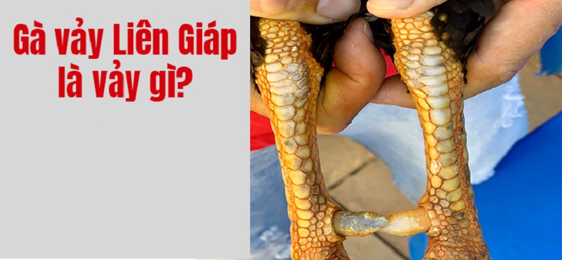 xem vảy gà liên giáp nội