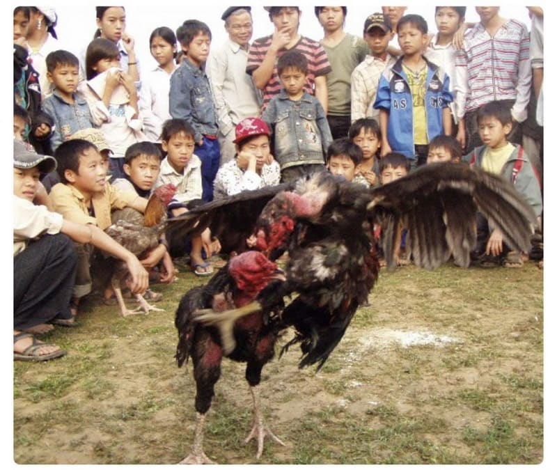Sự phát triển của lễ hội chơi chọi gà hấp dẫn Sự phát triển của lễ hội chơi chọi gà hấp dẫn